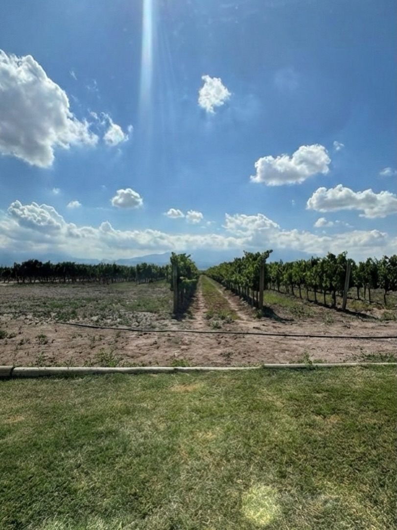 Bardo en la bodega